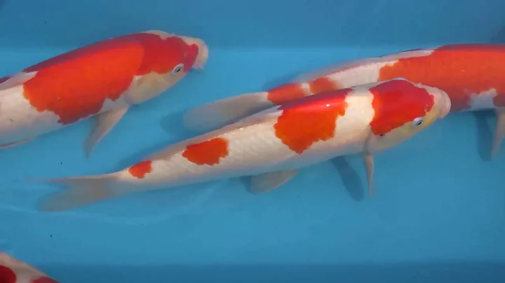Talking Tosai with Mike Snaden and Mark Gardner - ...