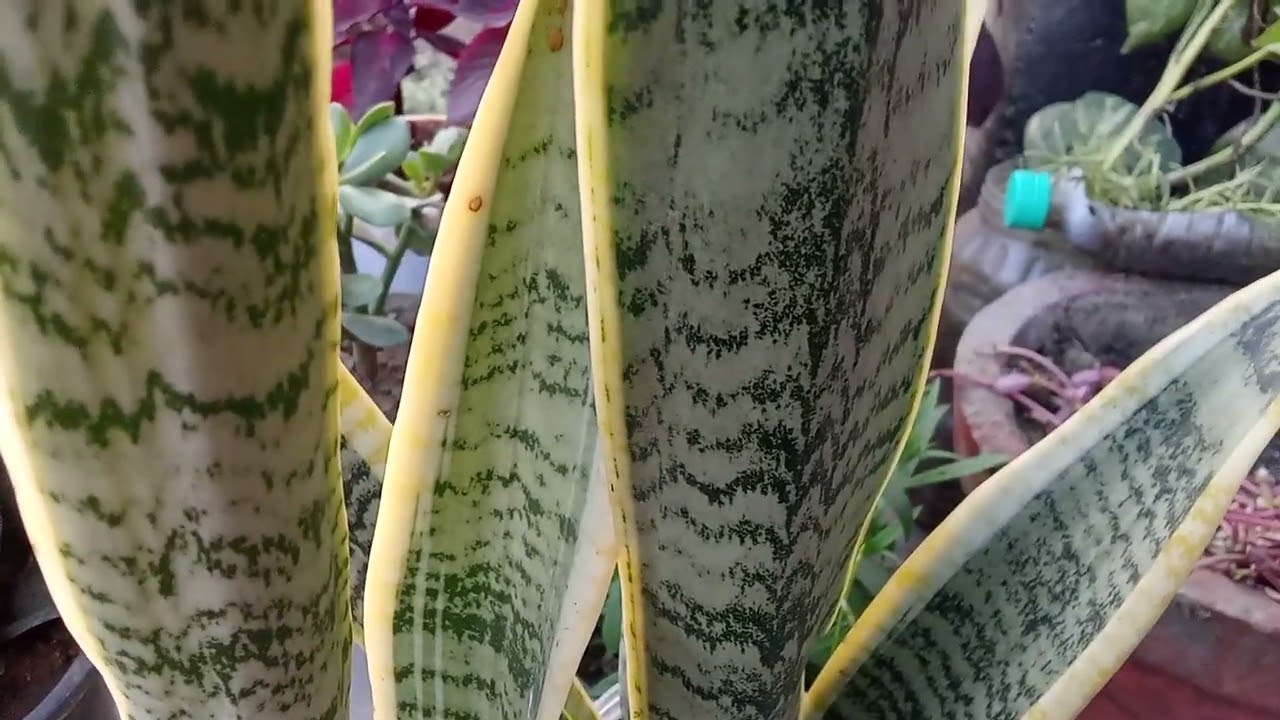 स्नैक प्लांट की जानकारी।इसकी देख भाल कैसे करें?इसके क्या लाभ है।