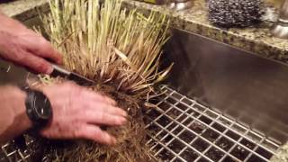 How to Harvest Lemongrass  {The Entire Plant.}