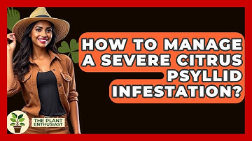 How To Manage A Severe Citrus Psyllid Infestation? - The Plant Enthusiast
