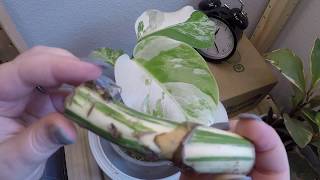 : Timelapse:  Variegated Monstera Easy Propagation with Stem Node Cutting/Wet Stick