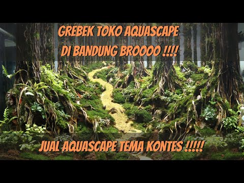 grebek-toko-aquascape-dibandung-!!!-jual-aquascape-tema-kontes-broooo-gokillll-!!!!!
