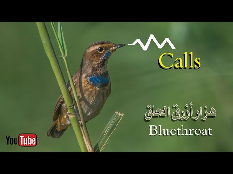 تغريد طائر أزرق الحلق أو الحسيني