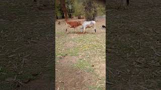 # gay #bakri🐄🐐🙂#song #nature #ekmotahathighumechala