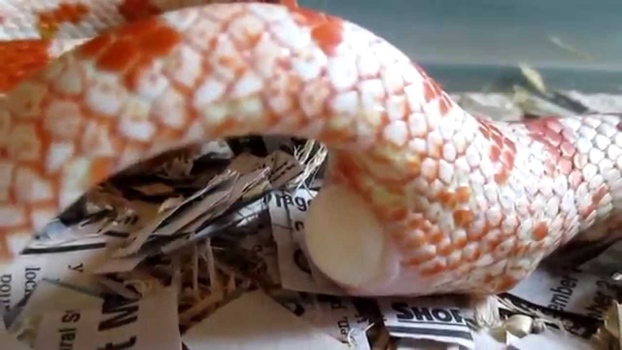 corn snake morphs Tawny Wanted To Be on My Lap To Lay Her Eggs :)