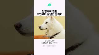 홍종현보다 잘생겼다는 홍종현 강아지