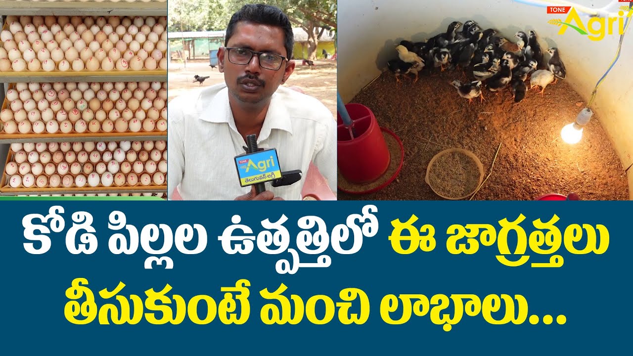 Natu Kodi Chicks Egg Production కోడి పిల్లల ఉత్పత్తిలో ఈ జాగ్రత్తలు