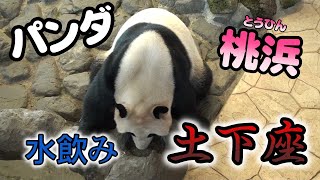 パンダ（桃浜）土下座水飲みからの笹天国！