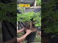 Cek Akar Pasca Pecah Akar Asam Jawa #bonsai #bonsaitree #asamjawa #tanaman #tamarind #satisfying