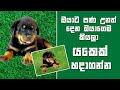 Best Rottweiler puppies for sale in Sri lanka 🇱🇰 の動画、YouTube動画。