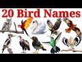 20 पक्षियों के नाम | Learn 20 Bird Names in English with Pictures Easy Learning Video