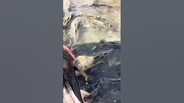 Cách Nuôi Cá Bống Tượng Lớn Vù Vù Không Cần Thuốc!