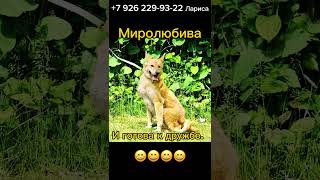 Малышка Аля срочно ищет дом!!! #спасисобаку #помощь #животные #суперсобака #собака