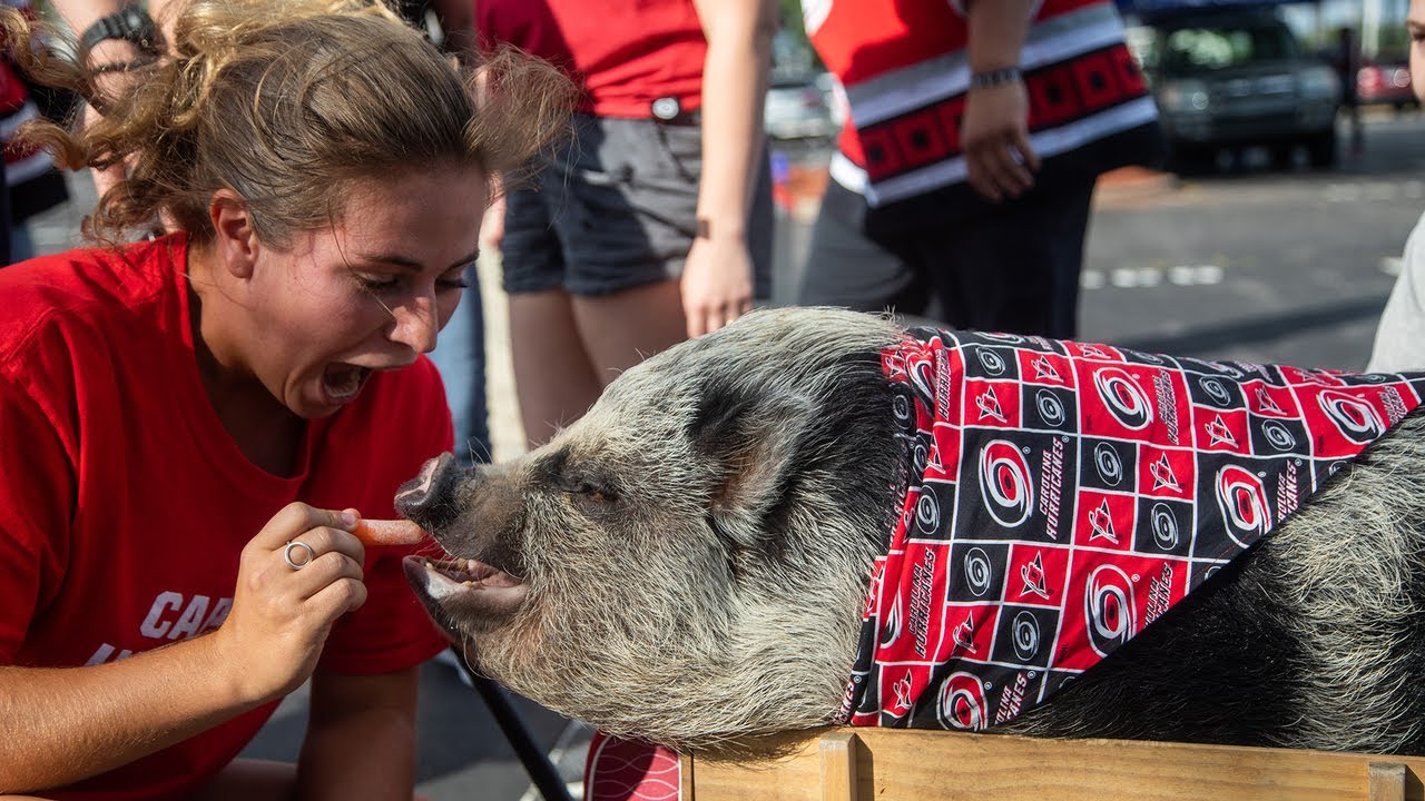 Game day with Hamilton the pig, unofficial Carolina Hurricanes mascot