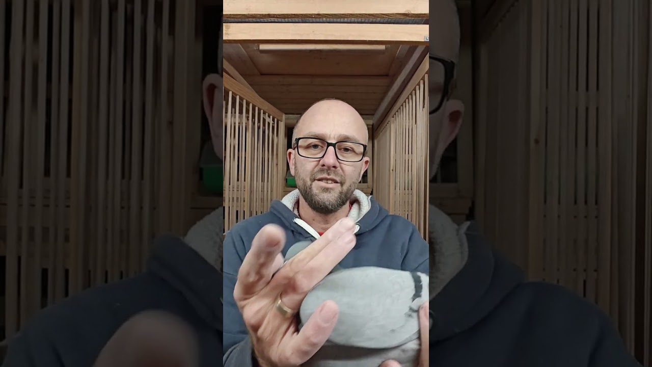 Prezentarea celor 15 porumbei de viteza, demifond si general