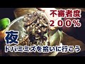 夜中に大量のドバミミズを拾いにいくウナギ釣り師