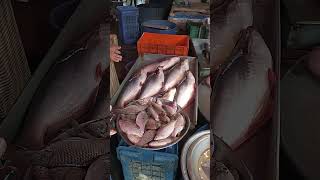 fishing videos big fish in sea