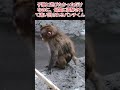 【パニック】子猿と遊びたいのに母親に勘違いされ, 必死に逃げ回って大パニックなパンチくん💥 #パンチくん#shorts #市川市動植物園 #zoo