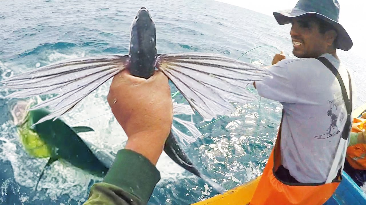 ☑️ Encarne de Pez Volador CEBO VIVO (Exocoetidae) y PESCA de Pericos | Flying Fish