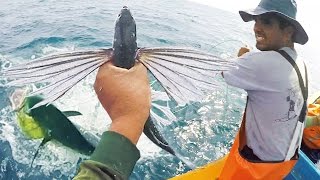 ️ Encarne de Pez Volador CEBO VIVO (Exocoetidae) y PESCA de Pericos | Flying Fish