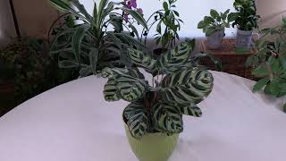 What Prayer Plant looks like in Prayer Prayer Plant Meaning