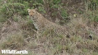 WildEarth - Sunset Safari - 27 November 2023