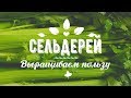 СЕЛЬДЕРЕЙ. Выращивание, рассада, разные сорта