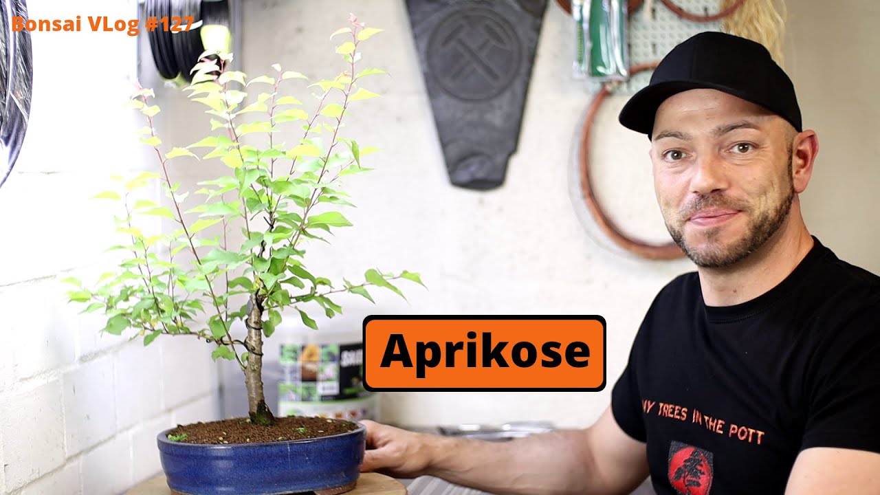 Jetzt wird alles anders - Japanische Aprikose 'Prunus Mume' [Drahten] |  Bonsai VLog #127