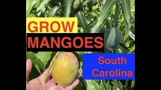 Grow Mangoes In Colder Climate Weather South Carolina Mango Sc Tree In Greenhouse Irwin Miyazaki