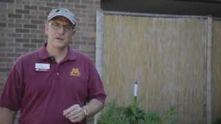 Bud Capping Demonstration