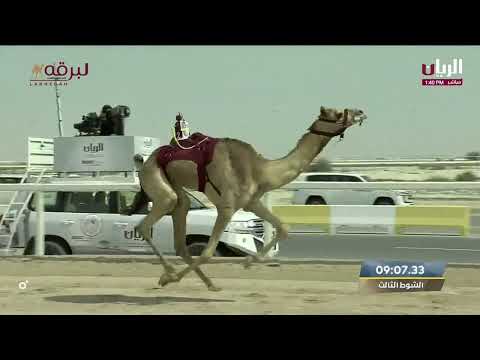 ش3 مخيفة لـ هجن الشحانية مهرجان سمو الأمير 12 3 2023م الشلفة الذهبية ثنايا بكار عمانيات 11 56 16