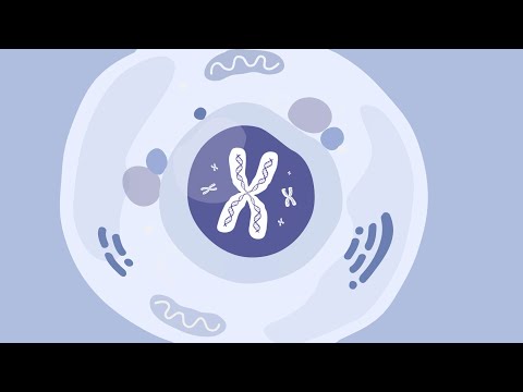 Video: Vad är skillnaden mellan genterapi och genteknik?