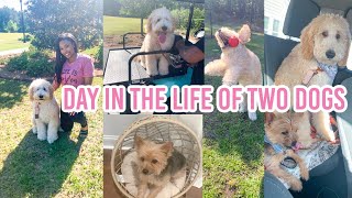 DAY IN THE LIFE OF TWO DOGS | ACTIVITY IDEAS, HOMEMADE DOG FOOD, AND TRAINING // LoveLexyNicole