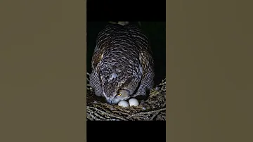 The Owl Is Incubating Eggs Shorts Birds Nest Wildlife 