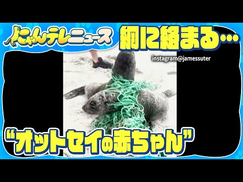 【“オットセイ”の赤ちゃん】漁の網に絡まった2頭を救出 南アフリカ西部の海岸