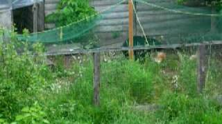 bear coop chicken
