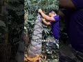 🌱 El Extraño Alimento que Sale de la Tierra 😱 | Brotes de Bambú#shorts
