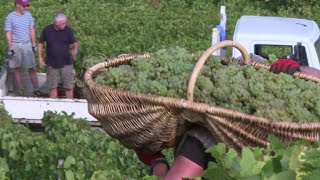 Vendanges À Lancienne En Bourgogne, Panier Dosier À Lépaule