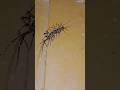 house centipede spotted climbing my door. 😱#shorts # viral shorts