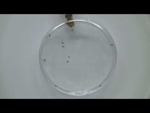 Male Flies in Ozone-Enriched Air