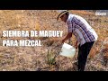 ASÍ SE SIEMBRA EL MAGUEY PARA MEZCAL | Oaxaca y su Mezcal Ancestral