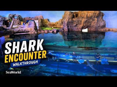 Shark Encounter Underwater Tunnel 4K | SeaWorld San Diego 2026