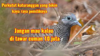 The Katuranggan Turtle Dove that makes its owner rich