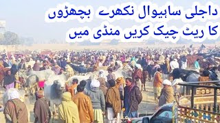 Dera Ghazi Khan Cow Market 2022 bakra Eid 2022 Cattle Market Dera Ghazi Khan At Shahzaib Goat farm