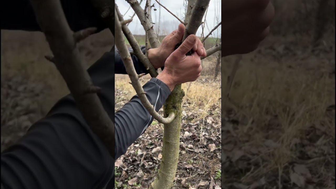 Pomicultura.., o ..Artă..🎄✌️🙋.🎄