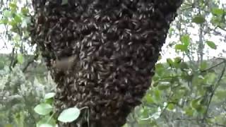 Capture essaim abeilles 16