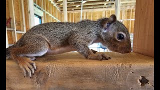 Week 3 Squirrel Tales