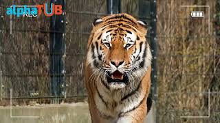 Using alphaTUB App to Create TUB Sheets, TUB Cards & Play screenshot 2