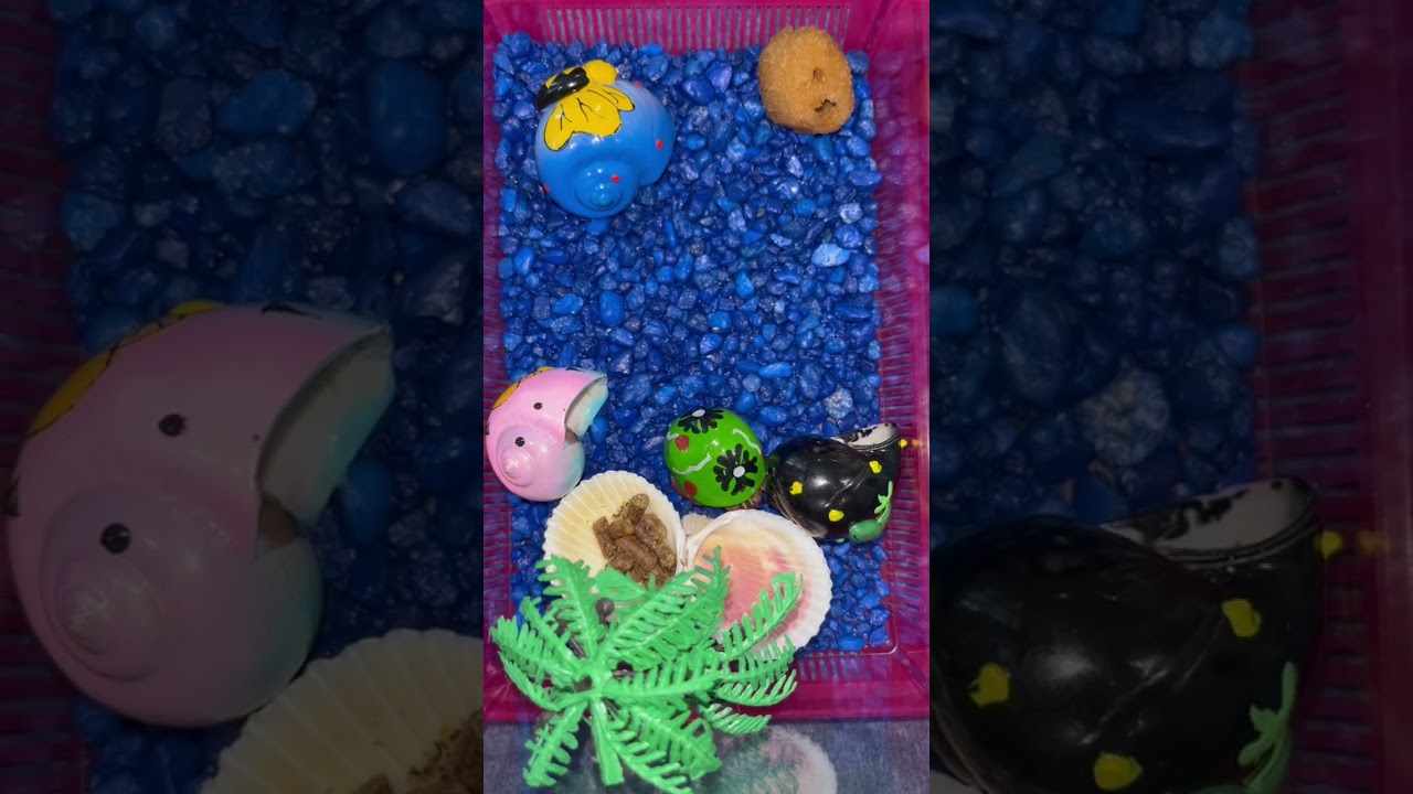 Will he change his shell! 🦋🦋