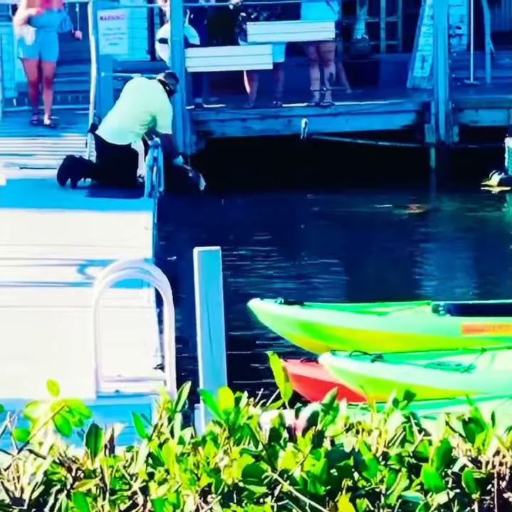 Shark feeding key west Florida lady jumps - YouTube